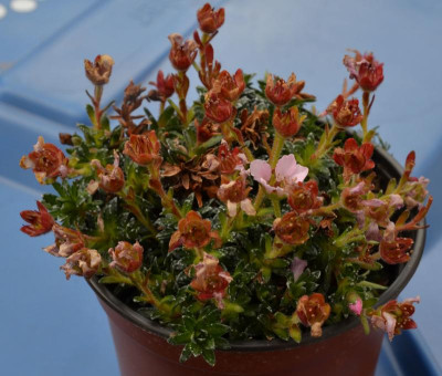 Saxifraga-welche.17-1.jpg