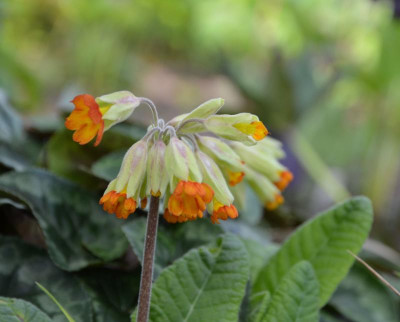 Primula_veris-orange.17-1.jpg