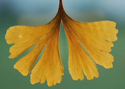 Gingko_2006.jpg