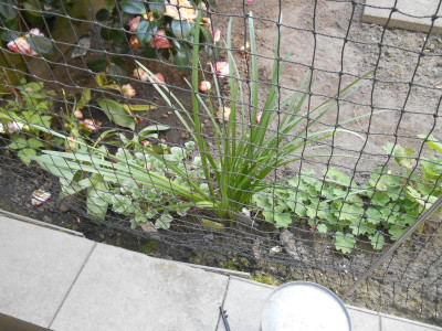 DSCN1241.JPG