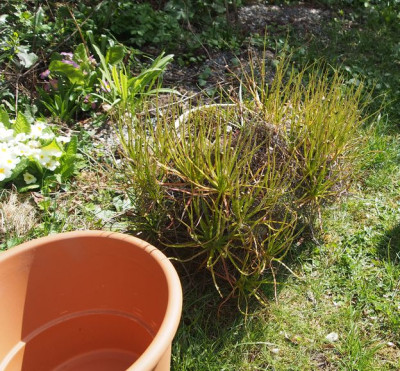 Drosophyllum repotting2.jpg