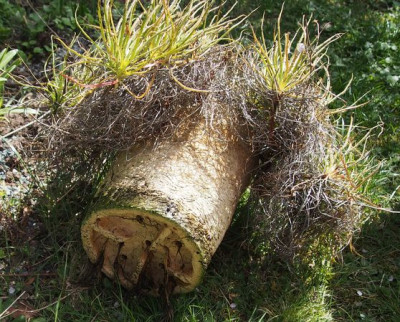 Drosophyllum repotting3.jpg