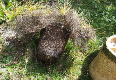 Drosophyllum repotting4.jpg
