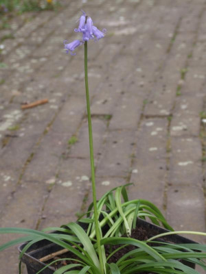 DSCF3707 - Kopie.JPG