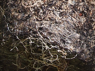 Drosowurzeln groß.jpg