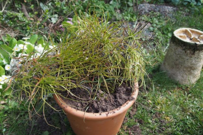 Drosophyllum repotting5.jpg