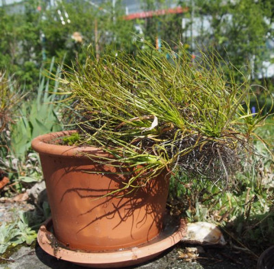 Drosophyllum repotting6.jpg