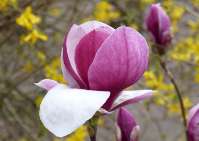 2017-04-10 Magnolia 1.jpg