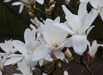 2017-04-10 Magnolia 'Pickard's Stardust' 2.jpg