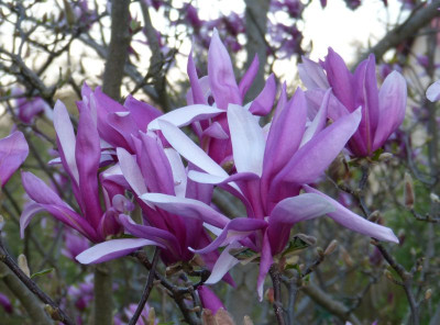 2017-04-10 Magnolia 'Betty'.jpg