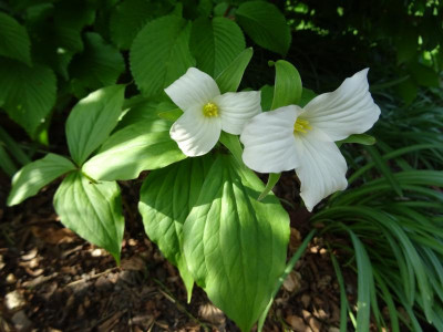 Trillium grandiflorum April 2017 (2).jpg