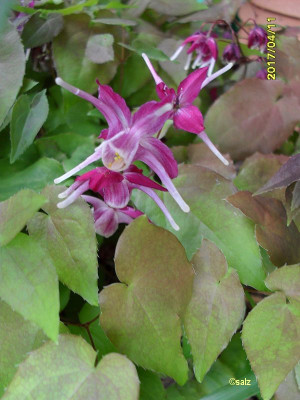 Epimedium noname  2017.jpg