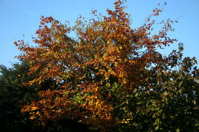 Rotbuche0107.jpg