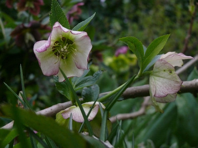 helleborus_2017-04-08_291.jpg