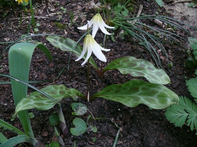 erythronium_moonlight_serenade_2017-04-08_259.jpg