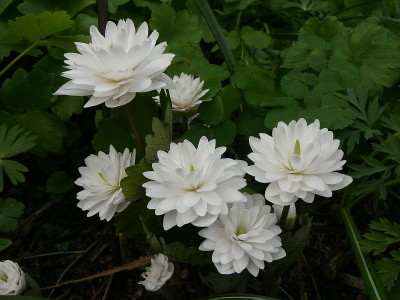 sanuinaria_canadensis_multiplex_2017-04-10_312.jpg