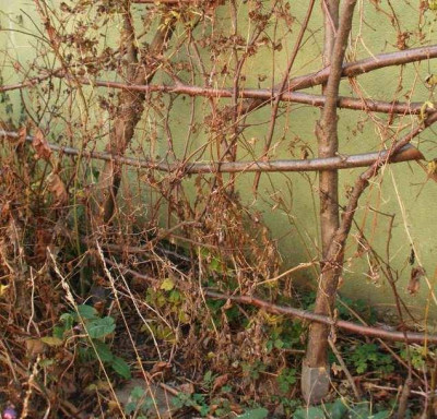 2006_haselgruenholz_in_pfostenschuhen.jpg