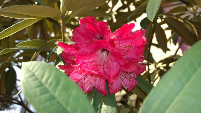 WP_20170411_005 Rhododendron arboreum ssp.arboreum ARS Sel.265.jpg