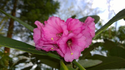 WP_20170411_012 Rhododendron kesangiae KR1100.jpg