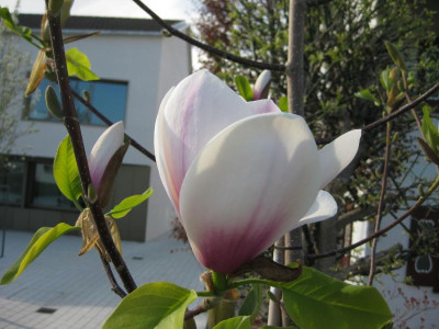 Magnolia Helena6 04_2017.jpg