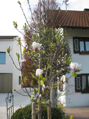 Magnolia Helena1 04_2017.jpg
