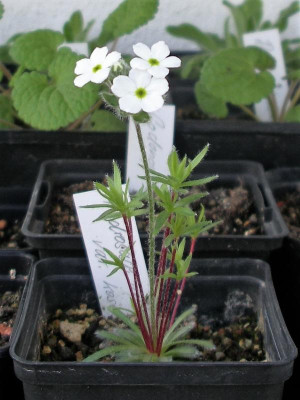 Androsace villosa var. koso-poljanskii 10.04.17.JPG