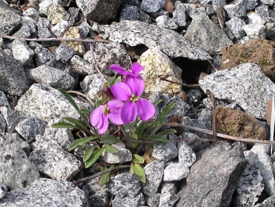 Erysium amoenum 11.04.17.JPG