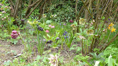 h.younger plants.jpg