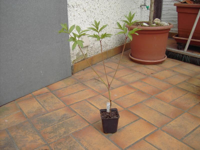 PICT1655.JPG