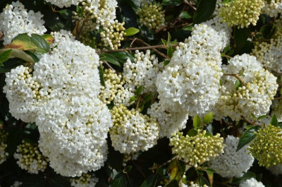 Viburnum-Eskimo.17-1.jpg