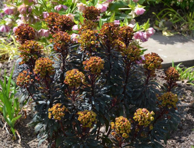 Euphorbia_amygdaloides-BlackBird.17-1.jpg