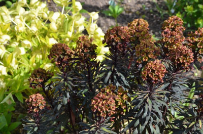 Euphorbia_amygdaloides-BlackBird.17-2.jpg