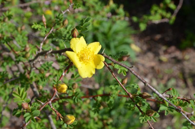 Rosa_pimpinellifolia-HelenKnight.17-1.jpg