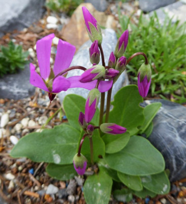 Dodecatheon tetrandrum  'B1'   ...  12.4.17 016.jpg