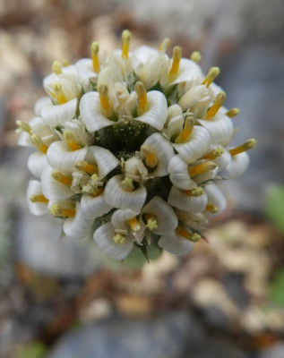 Nassauvia revoluta ...   12.4.17 012.jpg