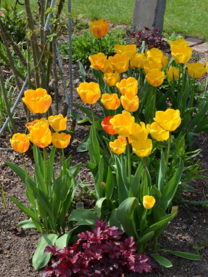 Tulipa-Daydream.17-1.jpg