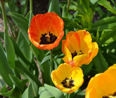 Tulipa-Daydream.17-2.jpg