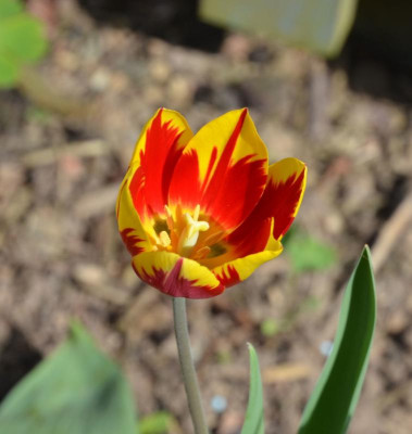 Tulipa-MickeyMouse.17-1.jpg