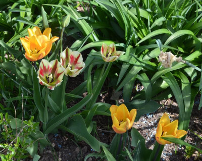 Tulpen-Kombi.17-2.jpg