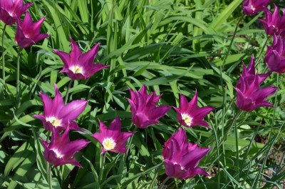 Tulipa-PurpleDream.17-1.jpg