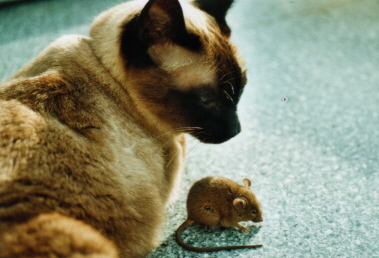Arabesse_Maus_14b.jpg