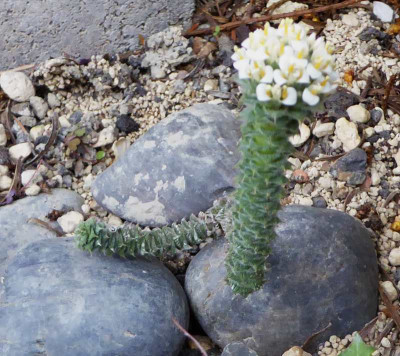 Nassauvia revoluta    ...   12.4.17 058.jpg