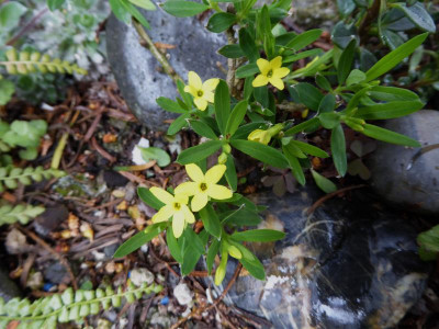Daphne modesta  ...    12.4.17 002.jpg