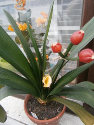 clivia miniata peach 001.JPG