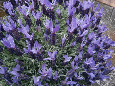 Lavendel 002.JPG