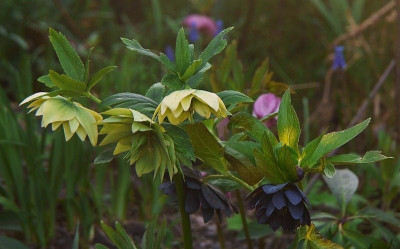 h.golden lotus .jpg