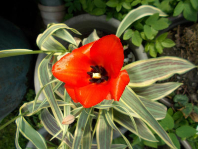 2017-04-09 12.42.24.jpg