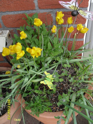 Gelbe Tulpen dann blaue Blüten 17.jpg