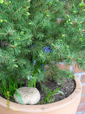 Scilla im Baeumchen.jpg