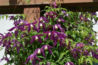 Clematis_alpina.17-3.jpg